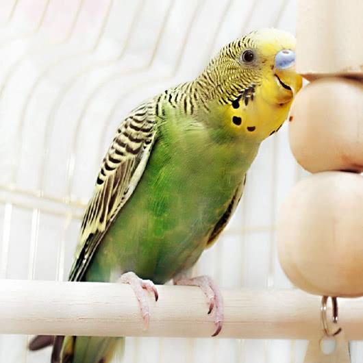 Oiseaux 