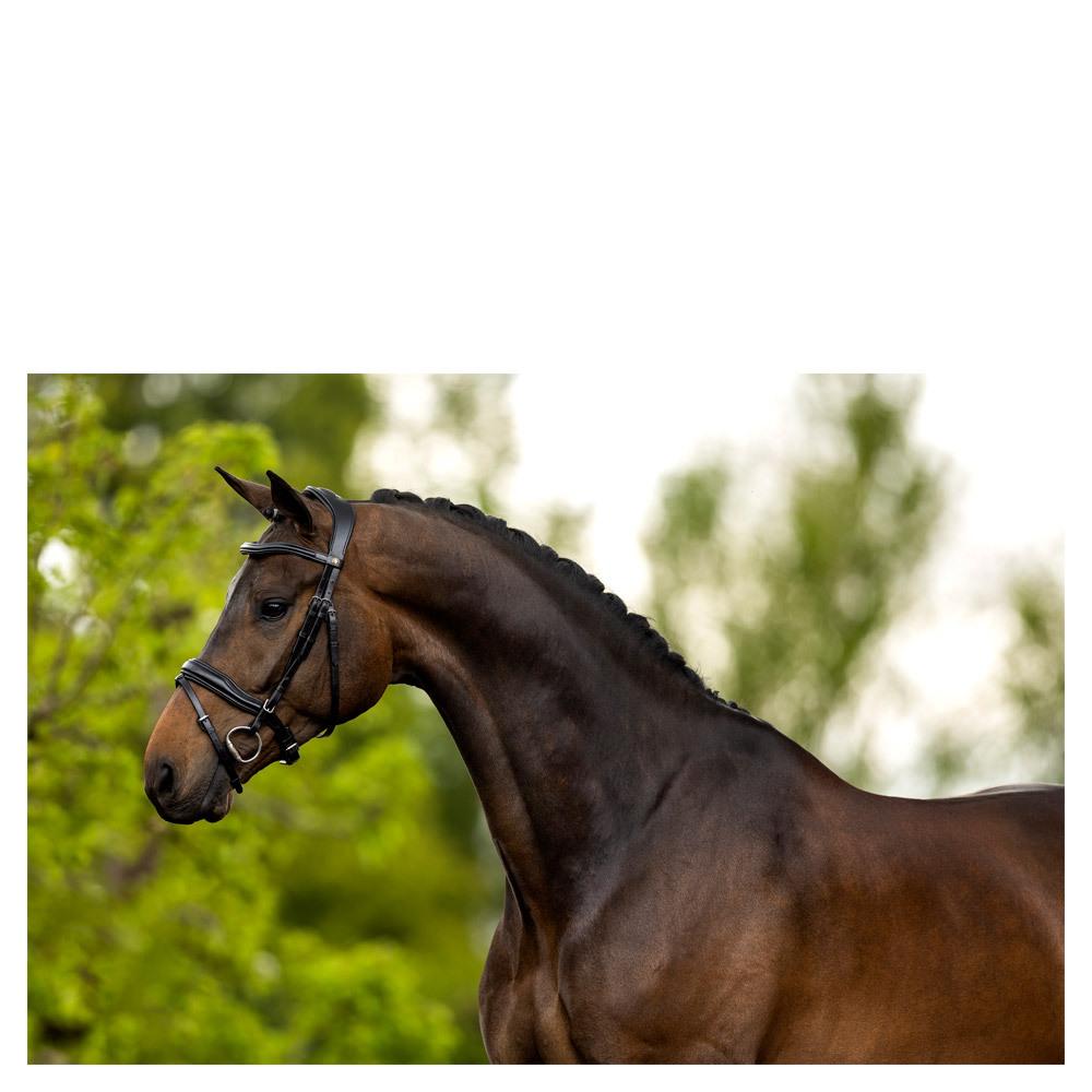 product/b/r/br-equitation_181051b121840_2.jpg