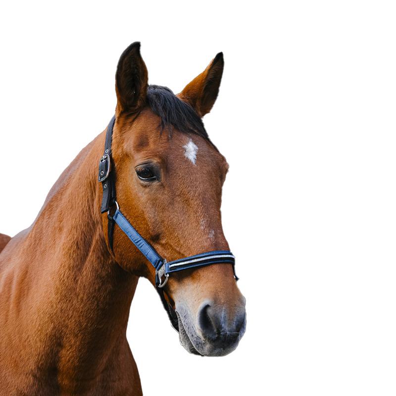 product/e/q/equitheme_510256046_bleu_1.jpg