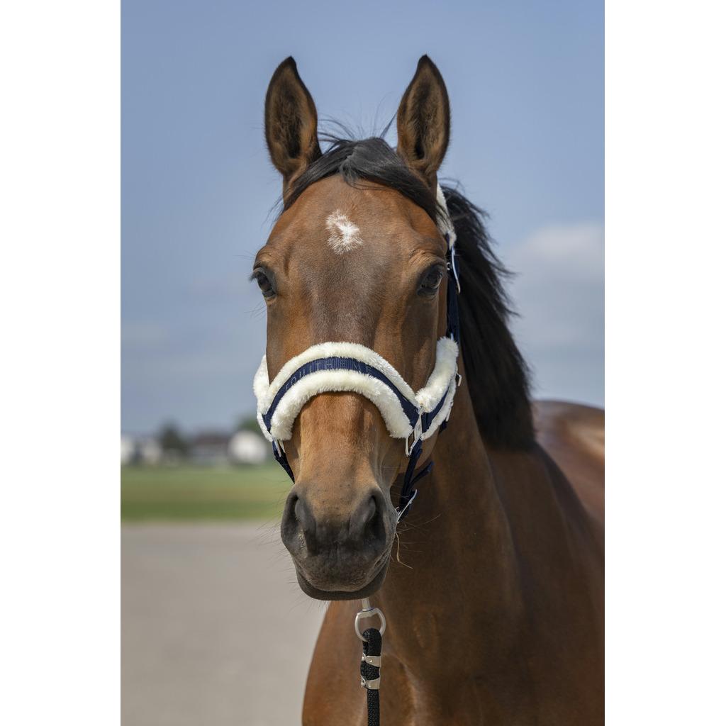 product/e/q/equitheme_510_253_307_ambi.jpg