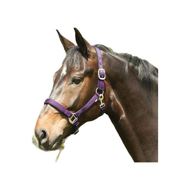 product/h/o/horseguard_41012010_purple_1.jpg
