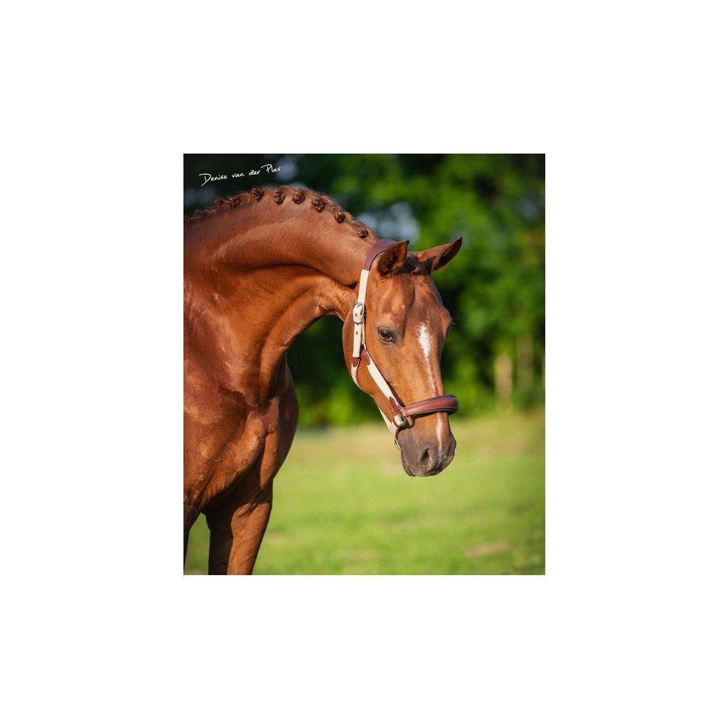 product/h/o/horseguard_503502020_beige_2.jpg
