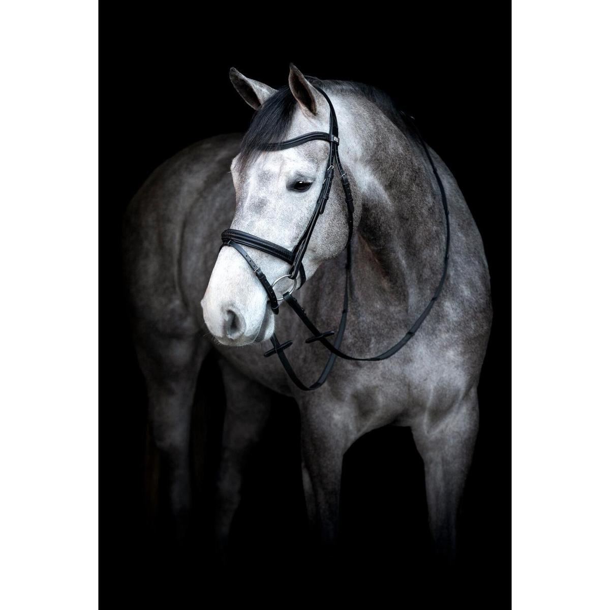 product/h/o/horseguard_505500201_black_2.jpg