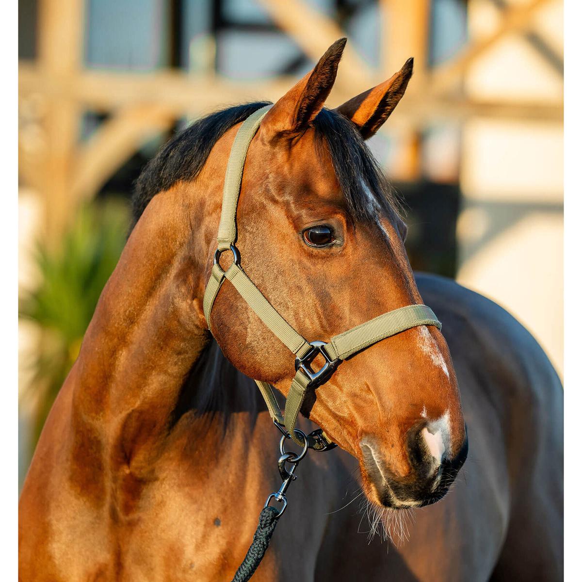 product/h/o/horseware_dhrx01-ggg0-co_bramble_1.jpg