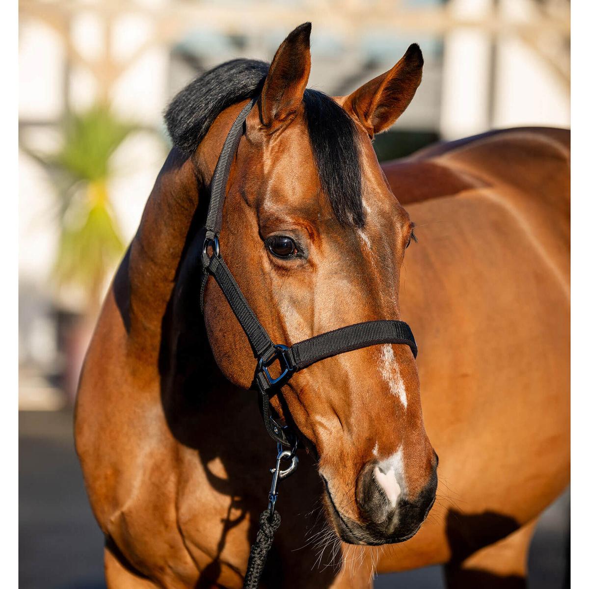 product/h/o/horseware_dhrx01-k000-co_black_1.jpg