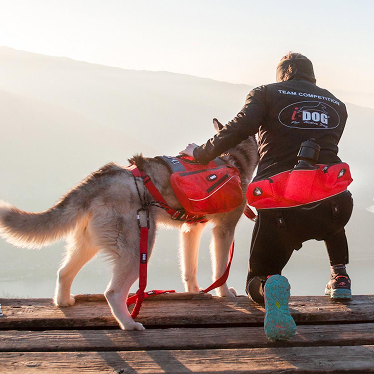 product/i/-/i-dog_i10r_3.jpg