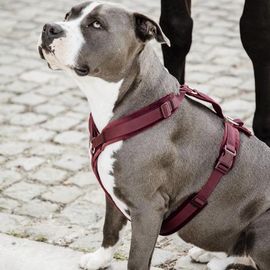 product/k/e/kentucky_42640-17-l_rouge-bordeaux_2.jpg