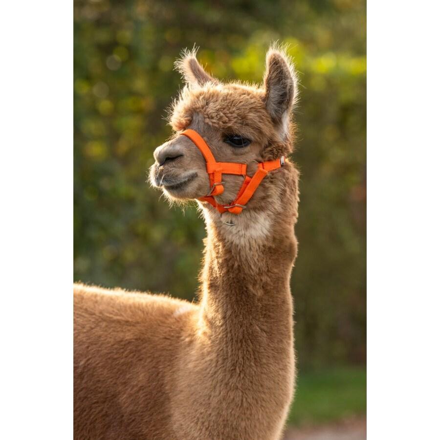 product/k/e/kerbl_27190_orange_2.jpg