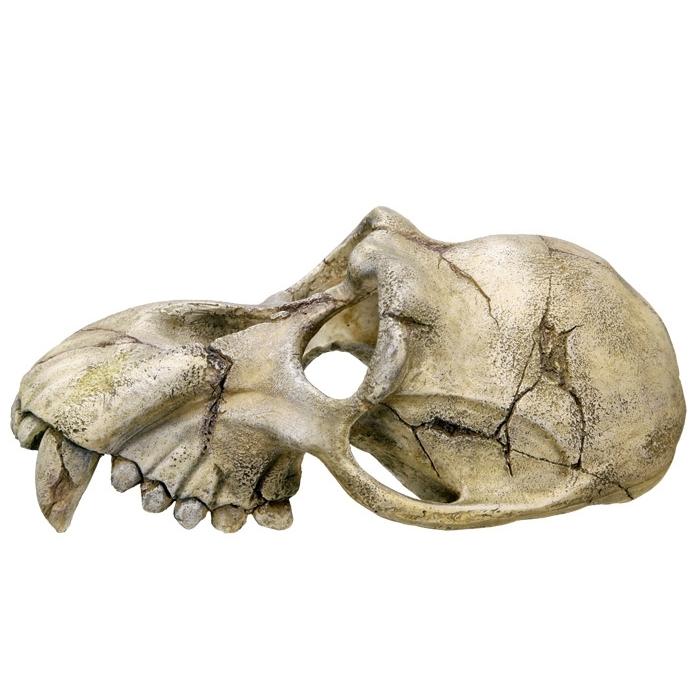 product/n/o/nobby-pet_28253.jpg