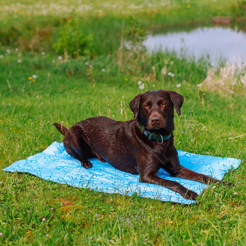 product/n/o/nobby-pet_62208_1.jpg