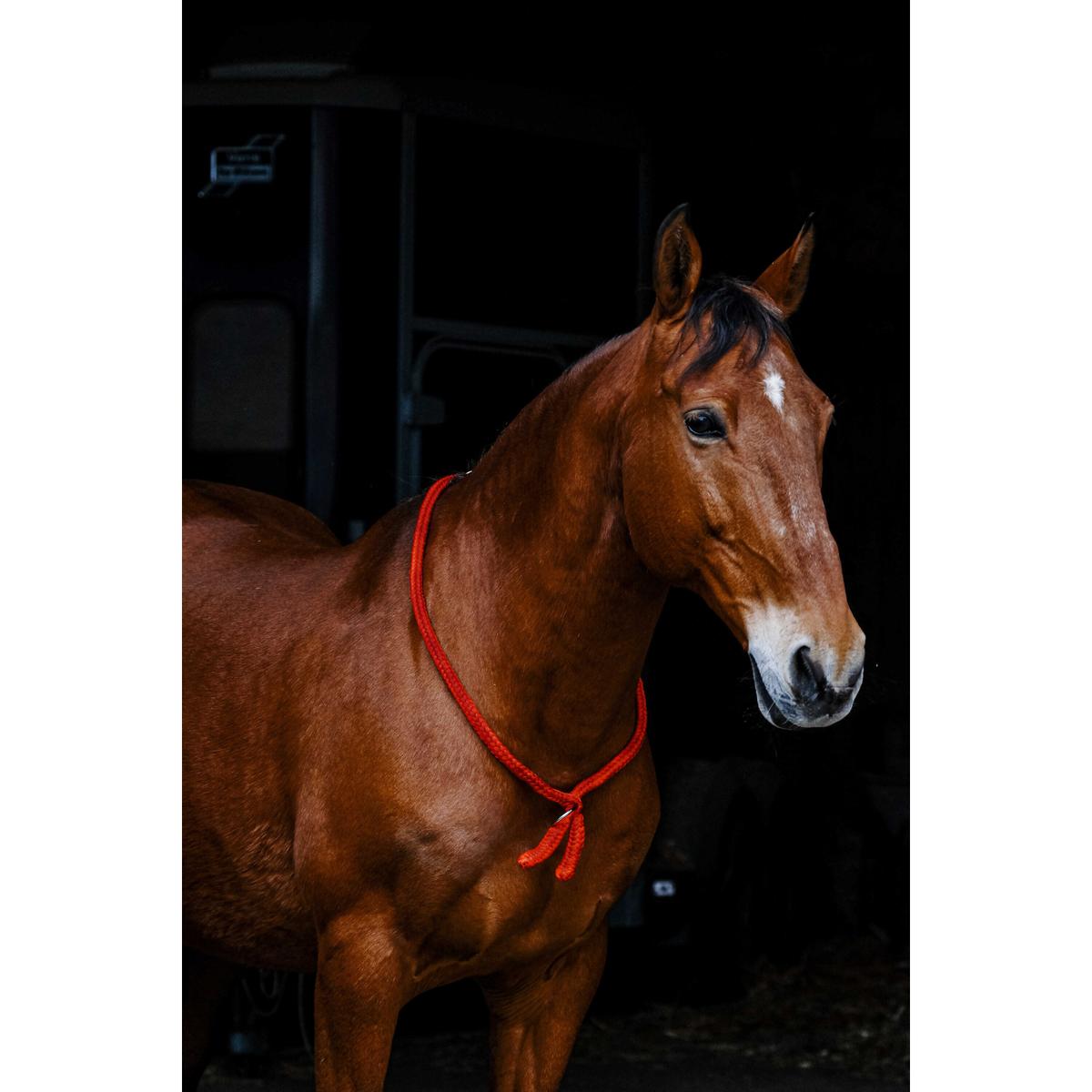 product/n/o/norton_520990003_rouge_2.jpg