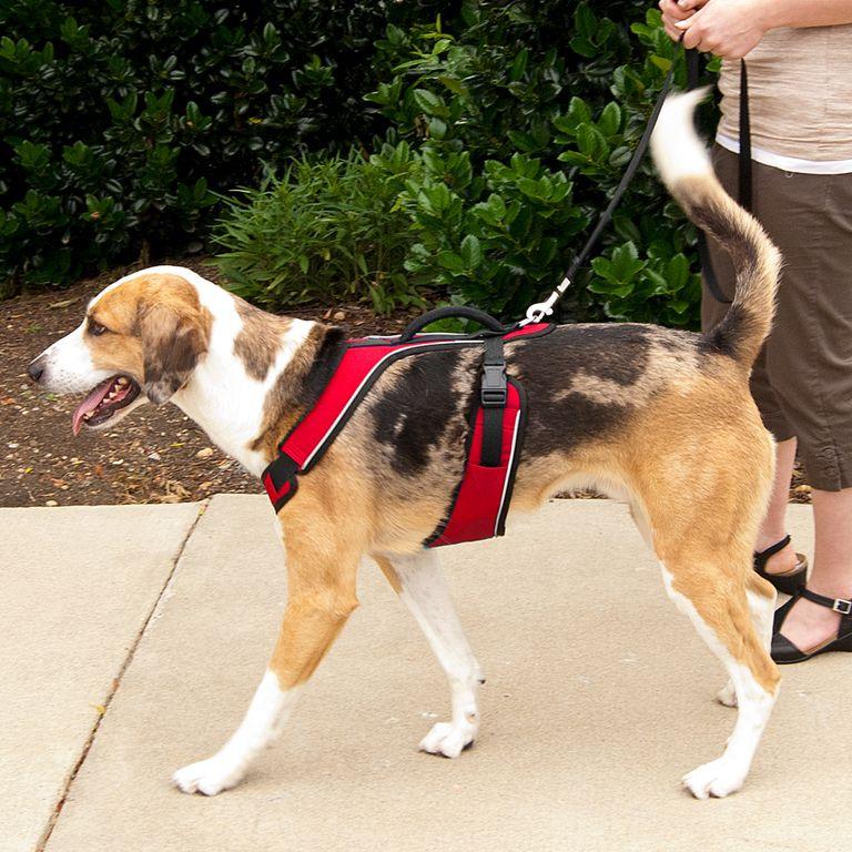 product/p/e/petsafe_cy0573_3.jpg