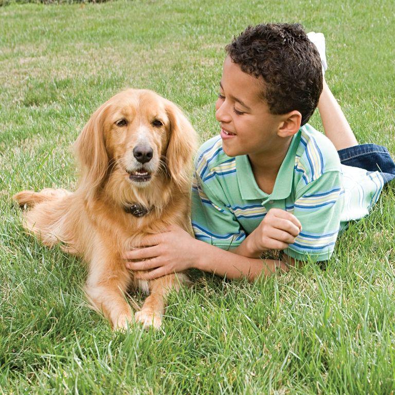 product/p/e/petsafe_cy0978_1.jpg