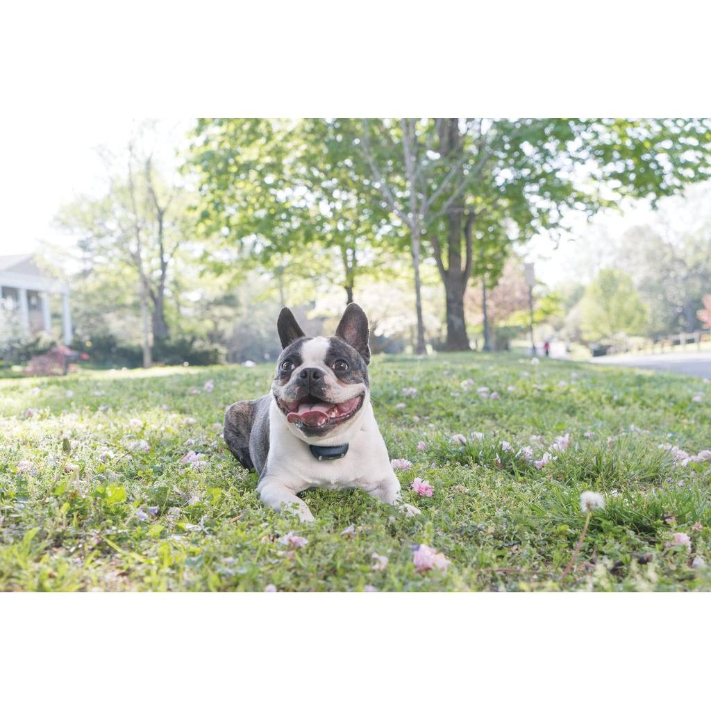 product/p/e/petsafe_cy1058_1.jpg