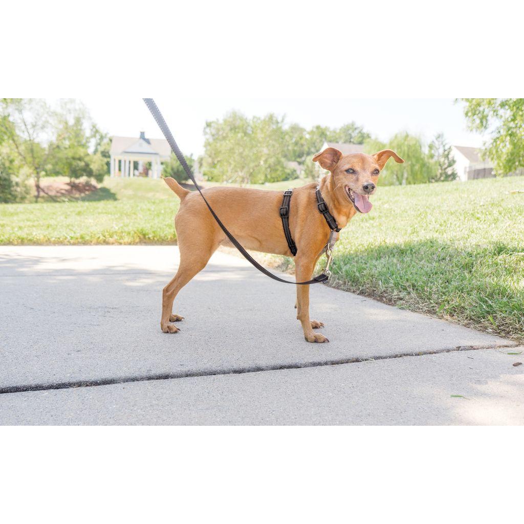 product/p/e/petsafe_cy1225_1.jpg