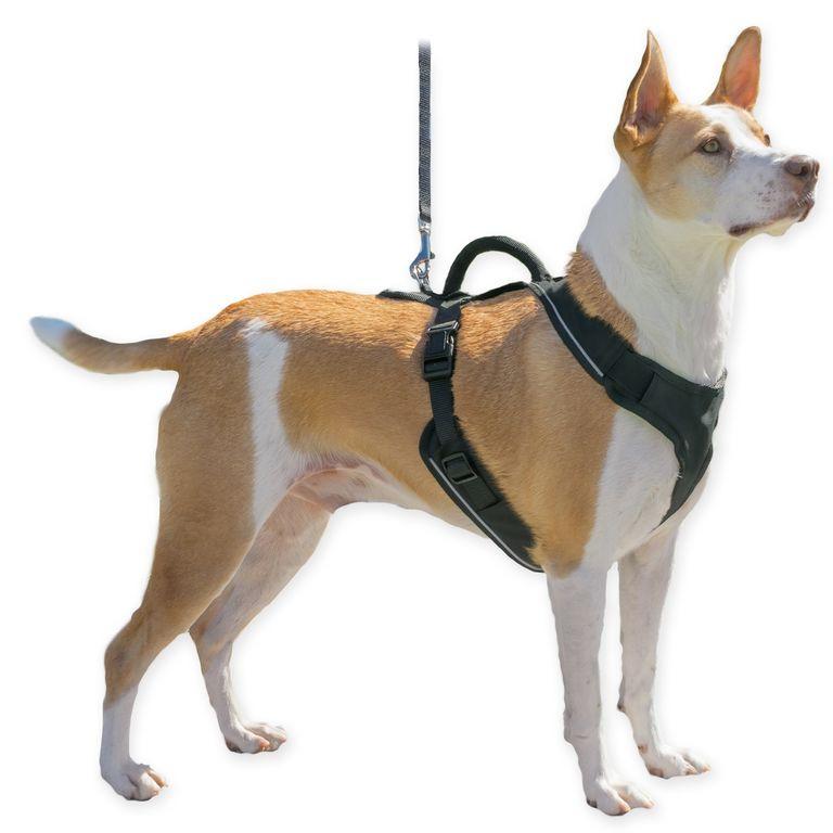 product/p/e/petsafe_cy2022_negro_3.jpg