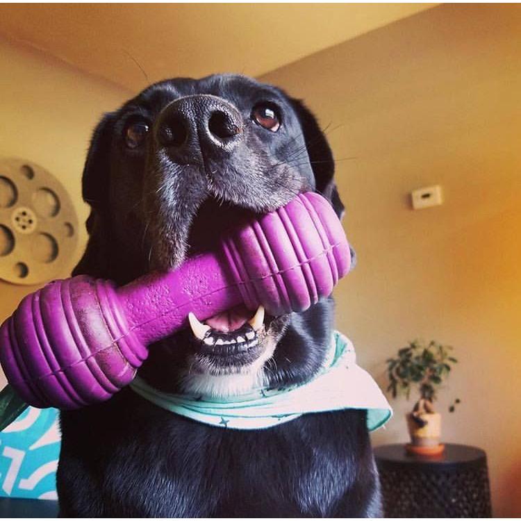 product/p/e/petsafe_cy2643_4.jpg