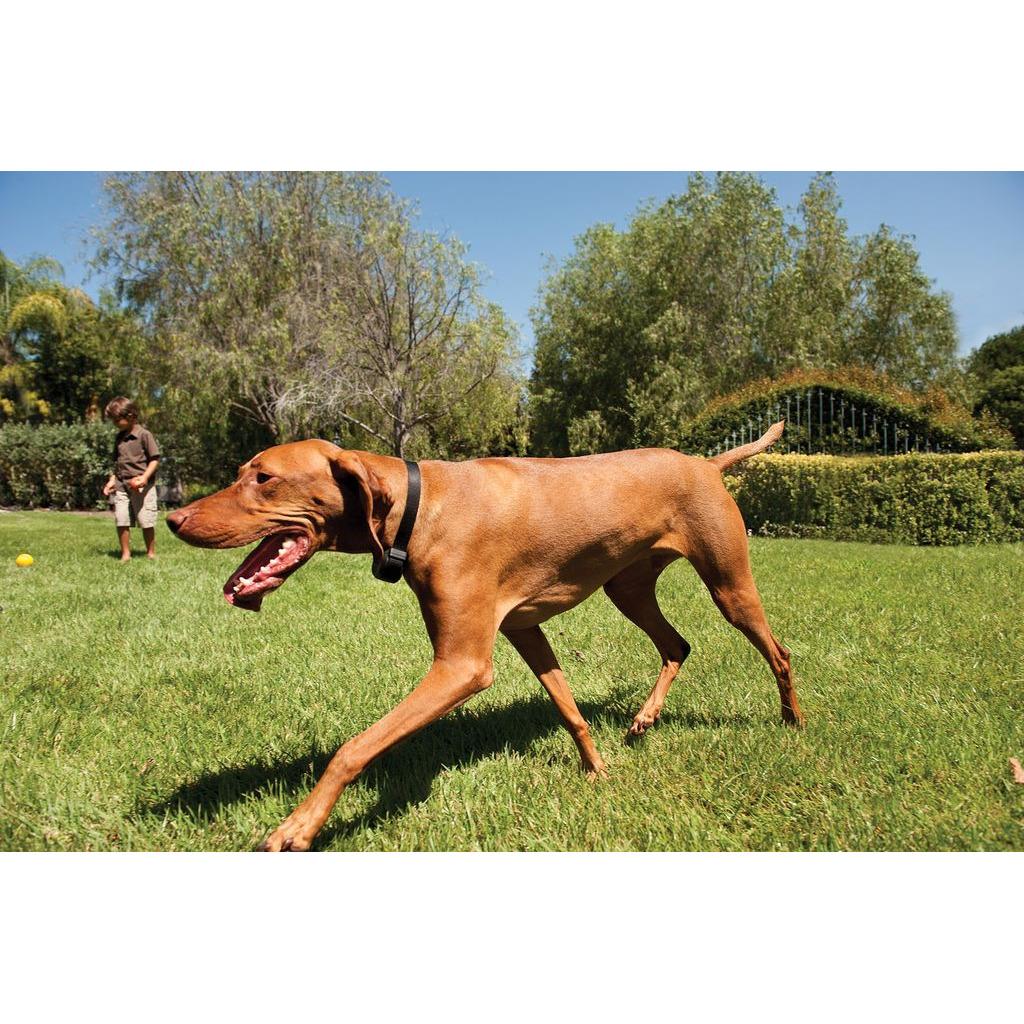 product/p/e/petsafe_cy3327_3.jpg