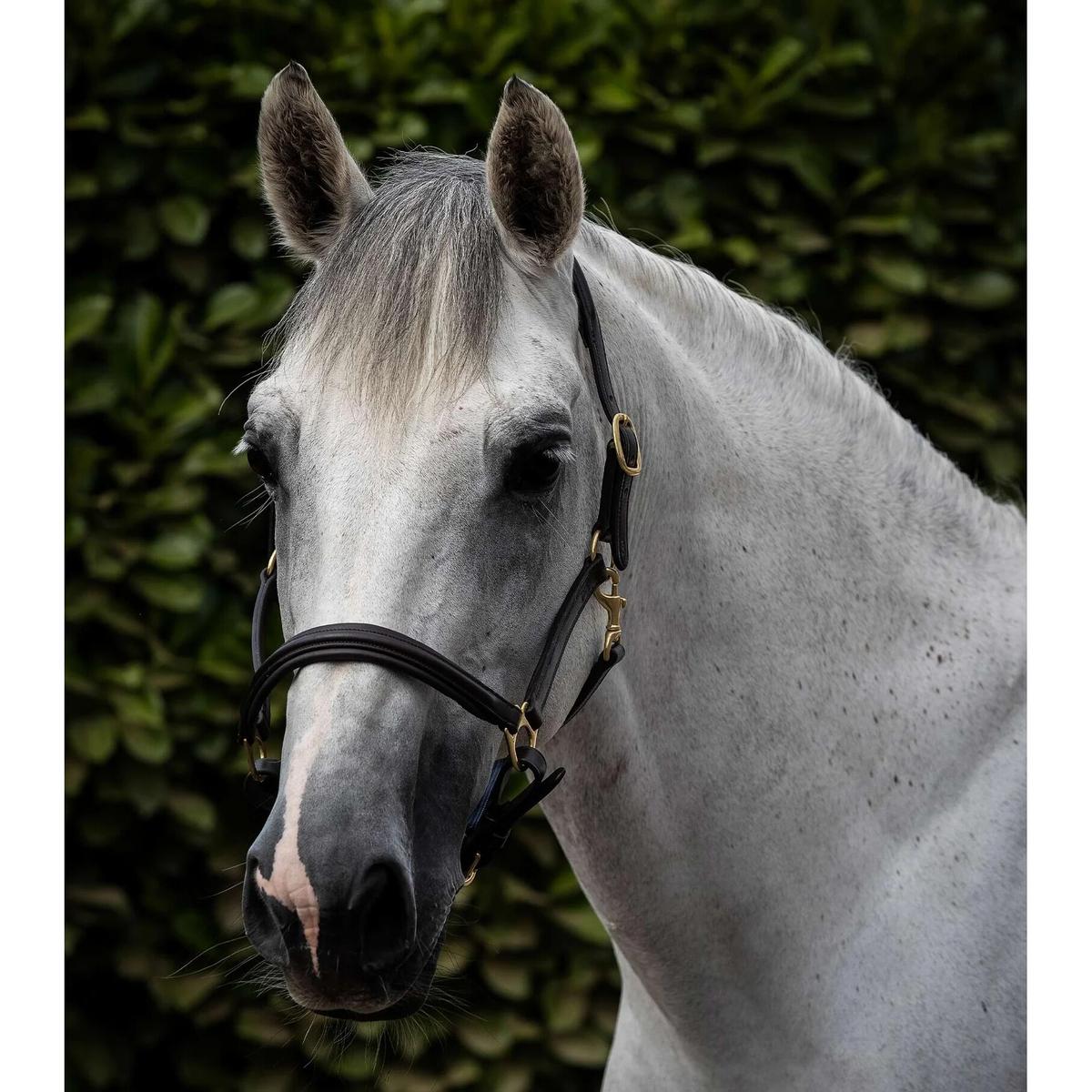 product/p/r/premier-equine_8099-cbrw_1.jpg