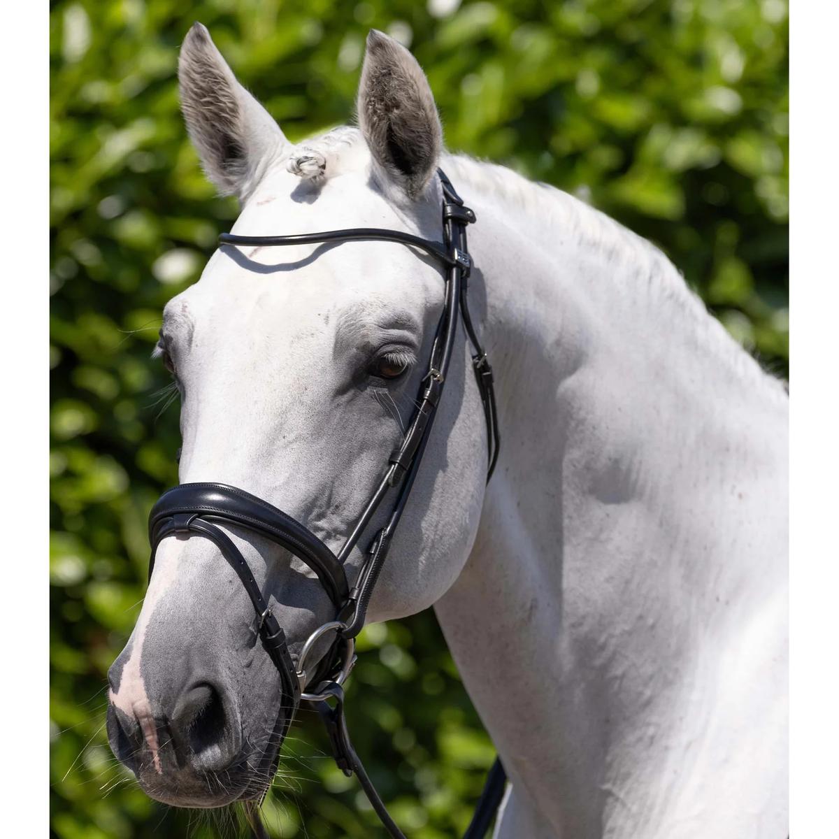 product/p/r/premier-equine_8123cblk_black_5.jpg