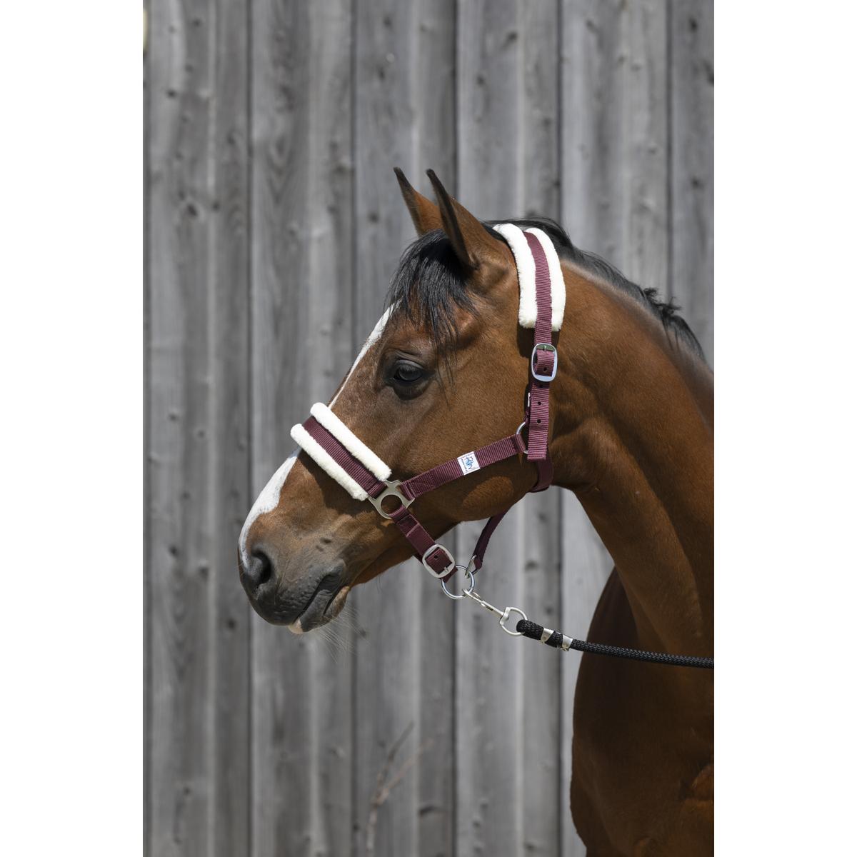 product/r/i/riding-world_510_242_333_ambi.jpg