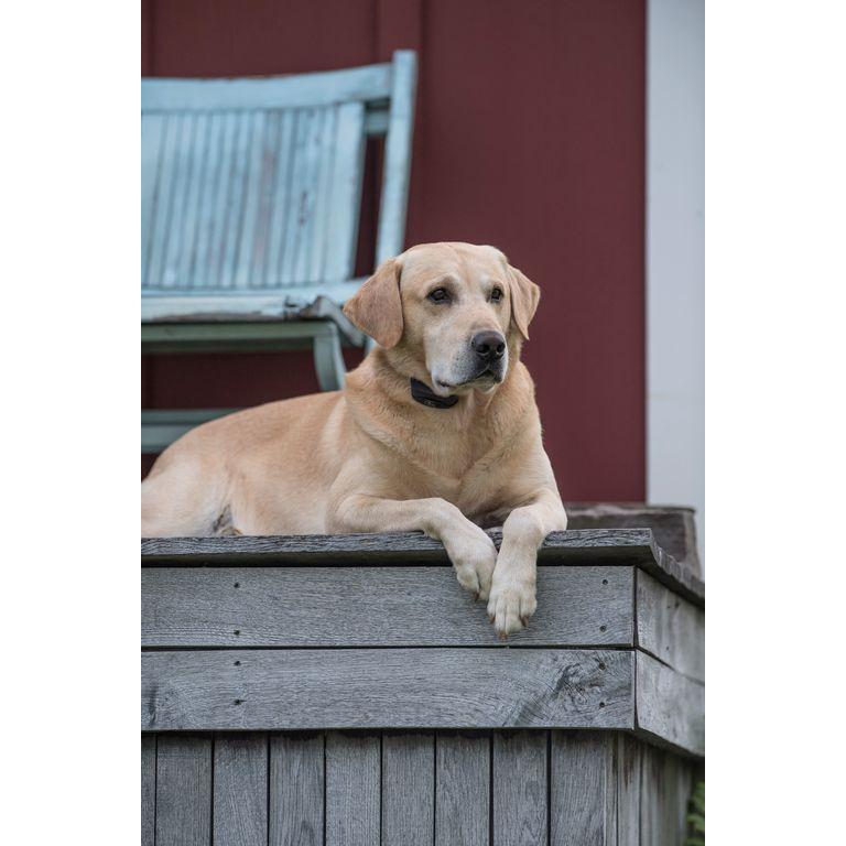 product/s/p/sportdog_cy0778_3.jpg