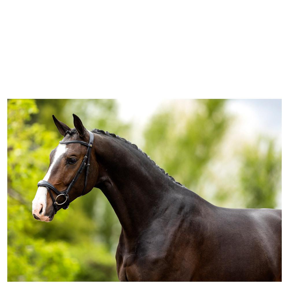 product/b/r/br-equitation_180015b121840_2.jpg
