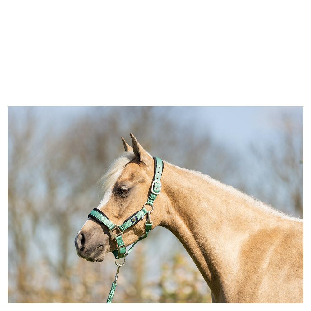 product/b/r/br-equitation_232332-g1128-40_feldspar_2.jpg