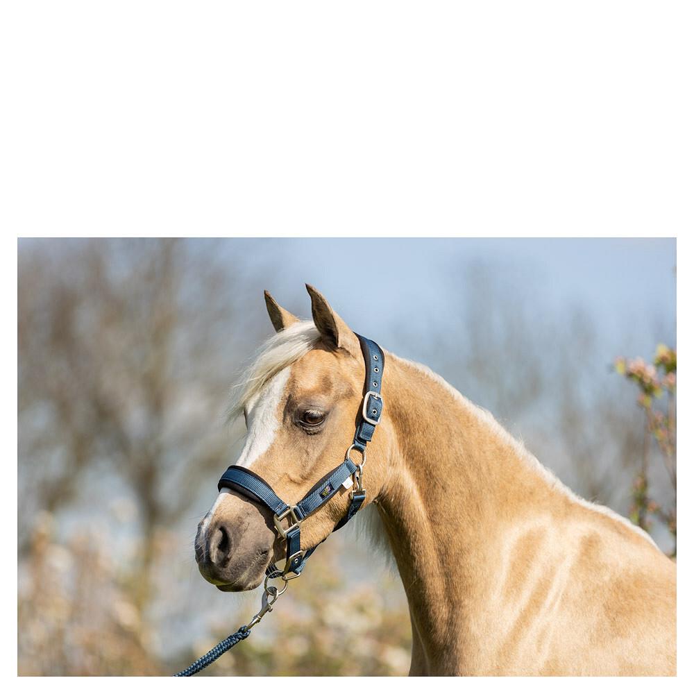 product/b/r/br-equitation_232332-l1028-40_midnight-navy_2.jpg