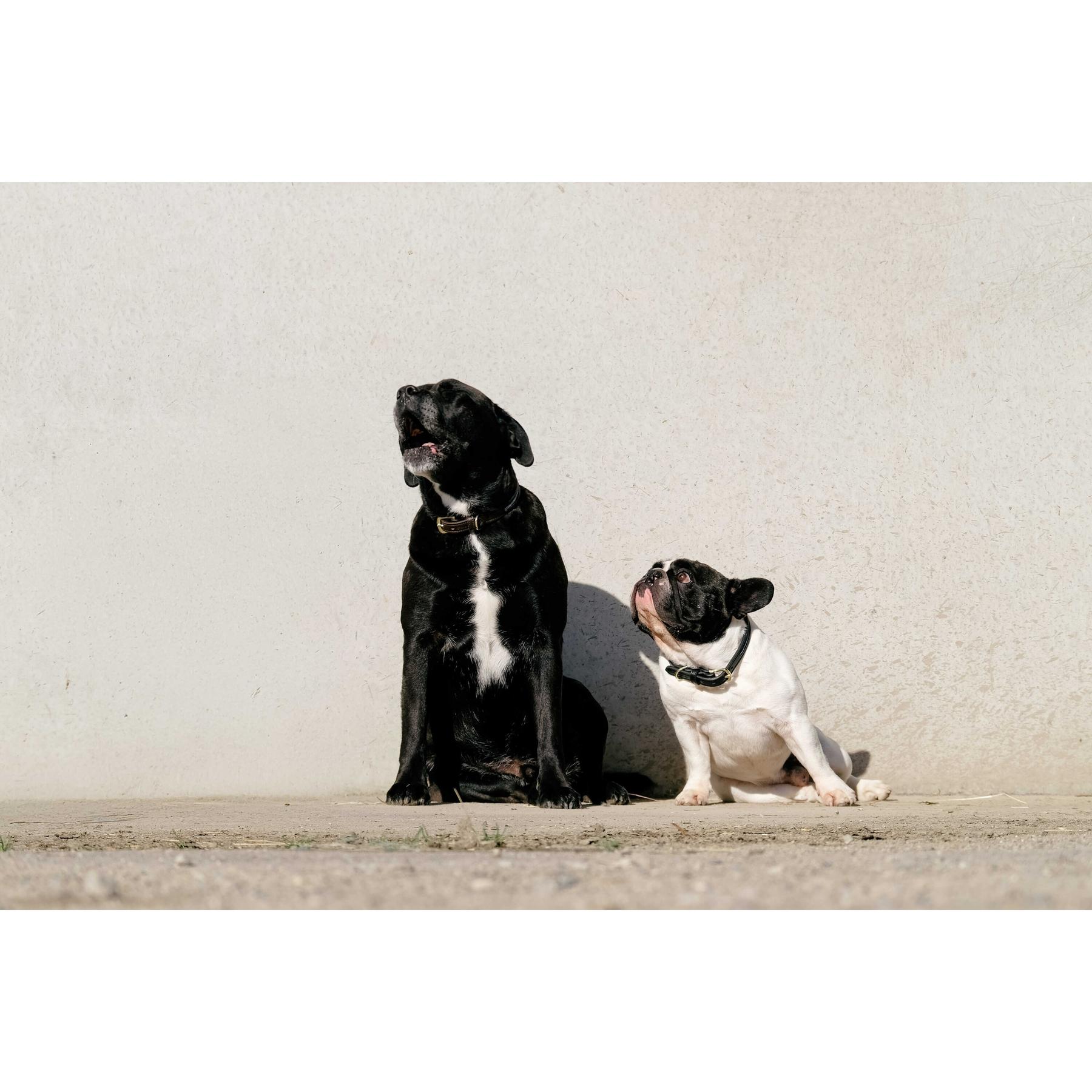product/e/q/equitheme_409050250_noir_2.jpg