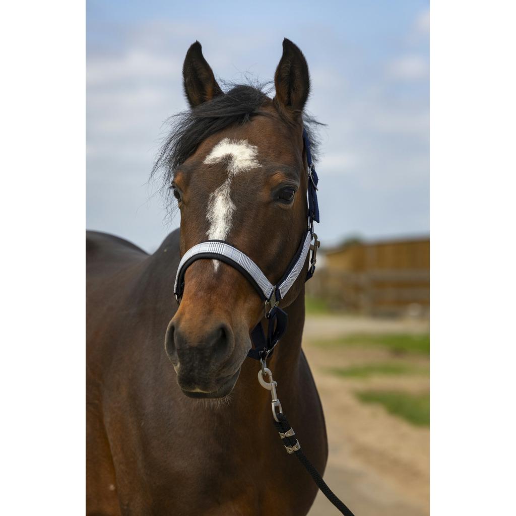 product/e/q/equitheme_510_251_327_ambi.jpg