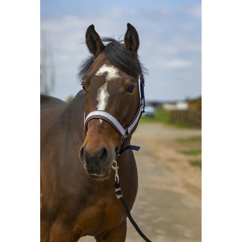 product/e/q/equitheme_510_251_374_ambi.jpg