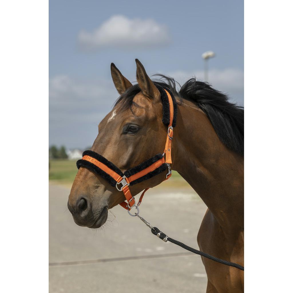 product/e/q/equitheme_510_253_322_ambi.jpg