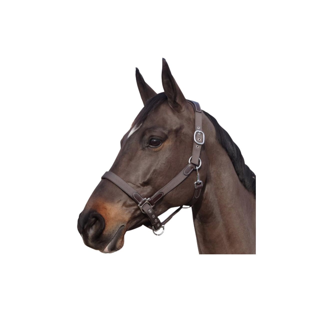 product/f/l/flags-cup_179501-marron-marron_mag4571077_1.jpg