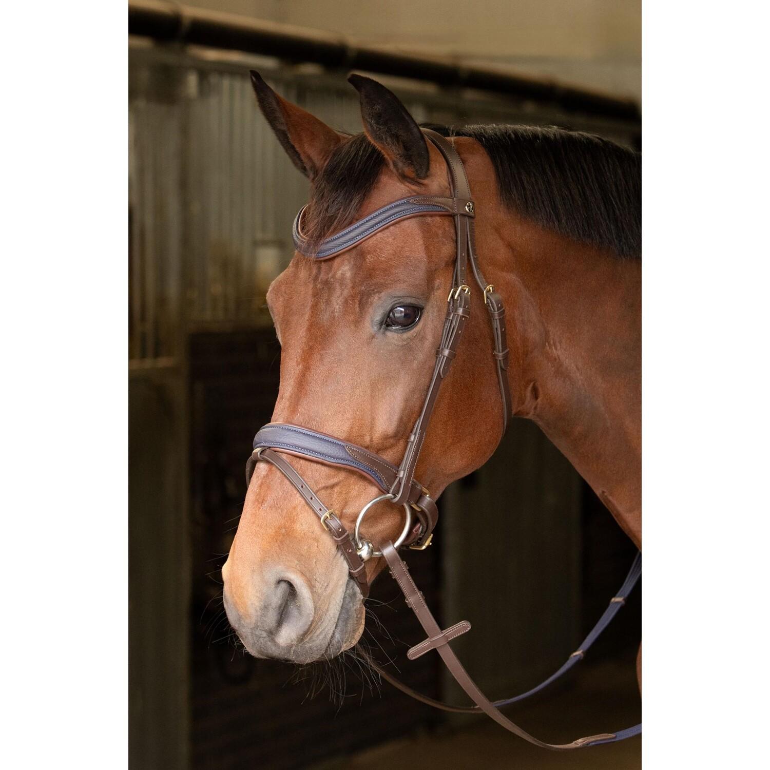 product/h/a/harry-s-horse_28000073-bruin_bruin_1.jpg