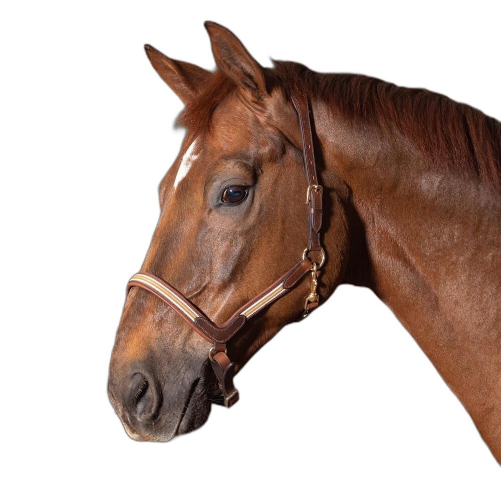 product/h/a/harry-s-horse_28500007-bruin_bruin_1.jpg