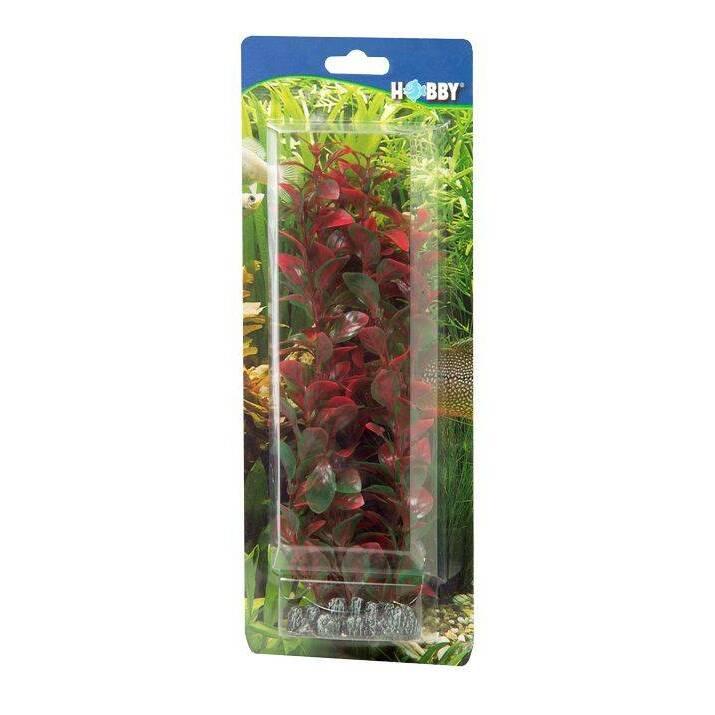 product/h/o/hobby_ho41516_rouge_3.jpg