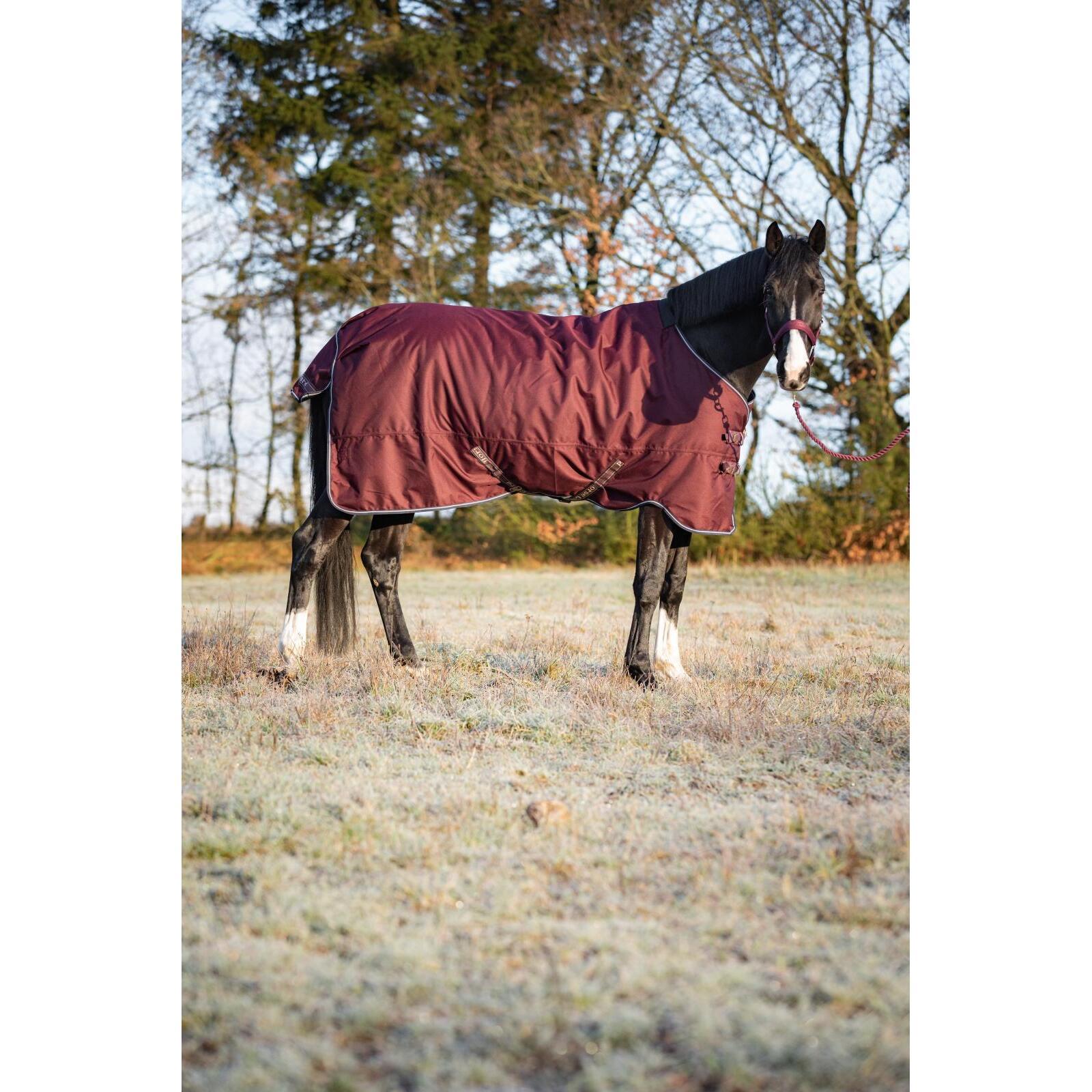 product/h/o/horseguard_504231545_wine_2.jpg
