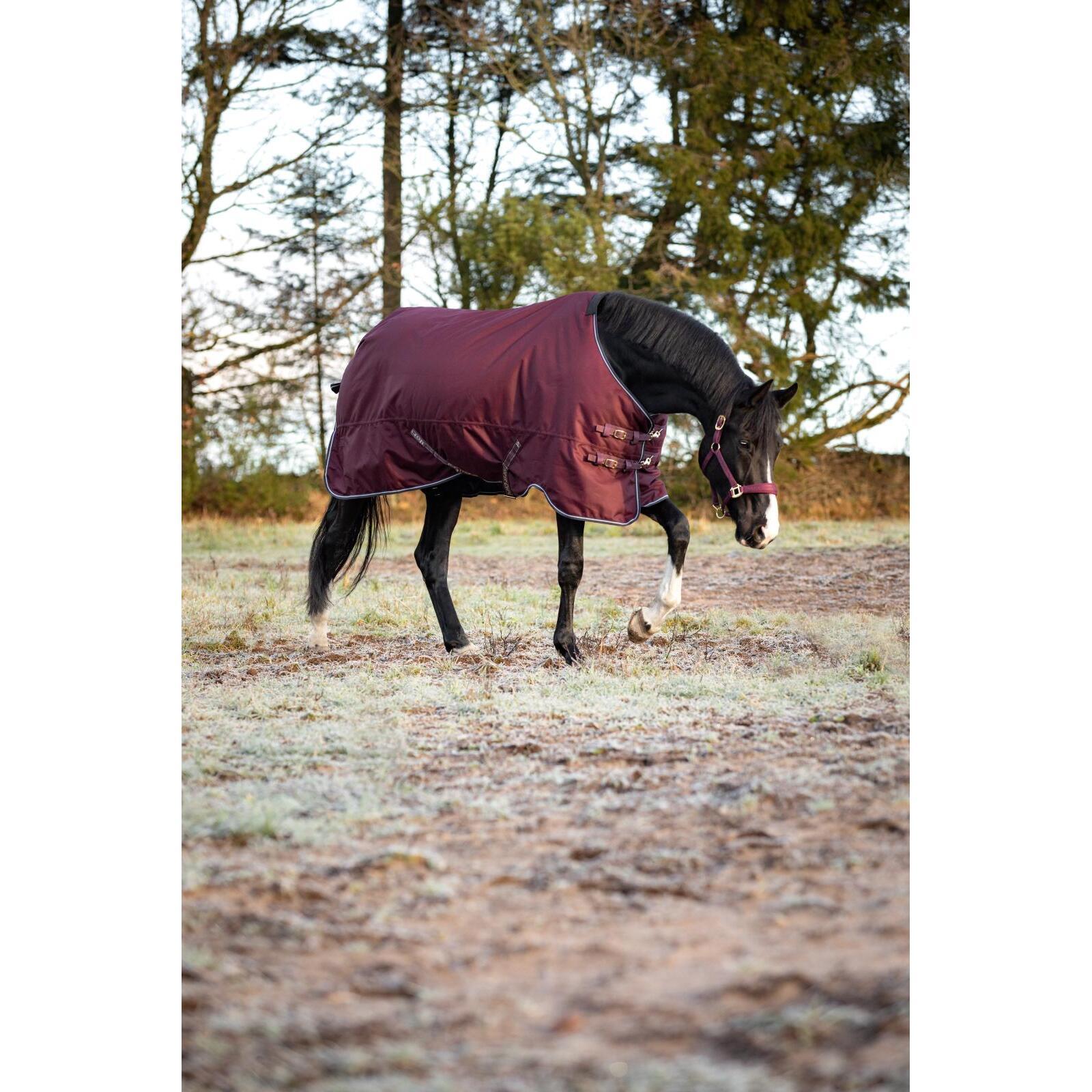 product/h/o/horseguard_504231545_wine_3.jpg