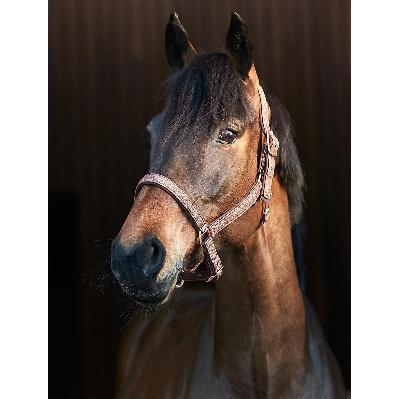 product/h/o/horseguard_504383002_brown_3.jpg