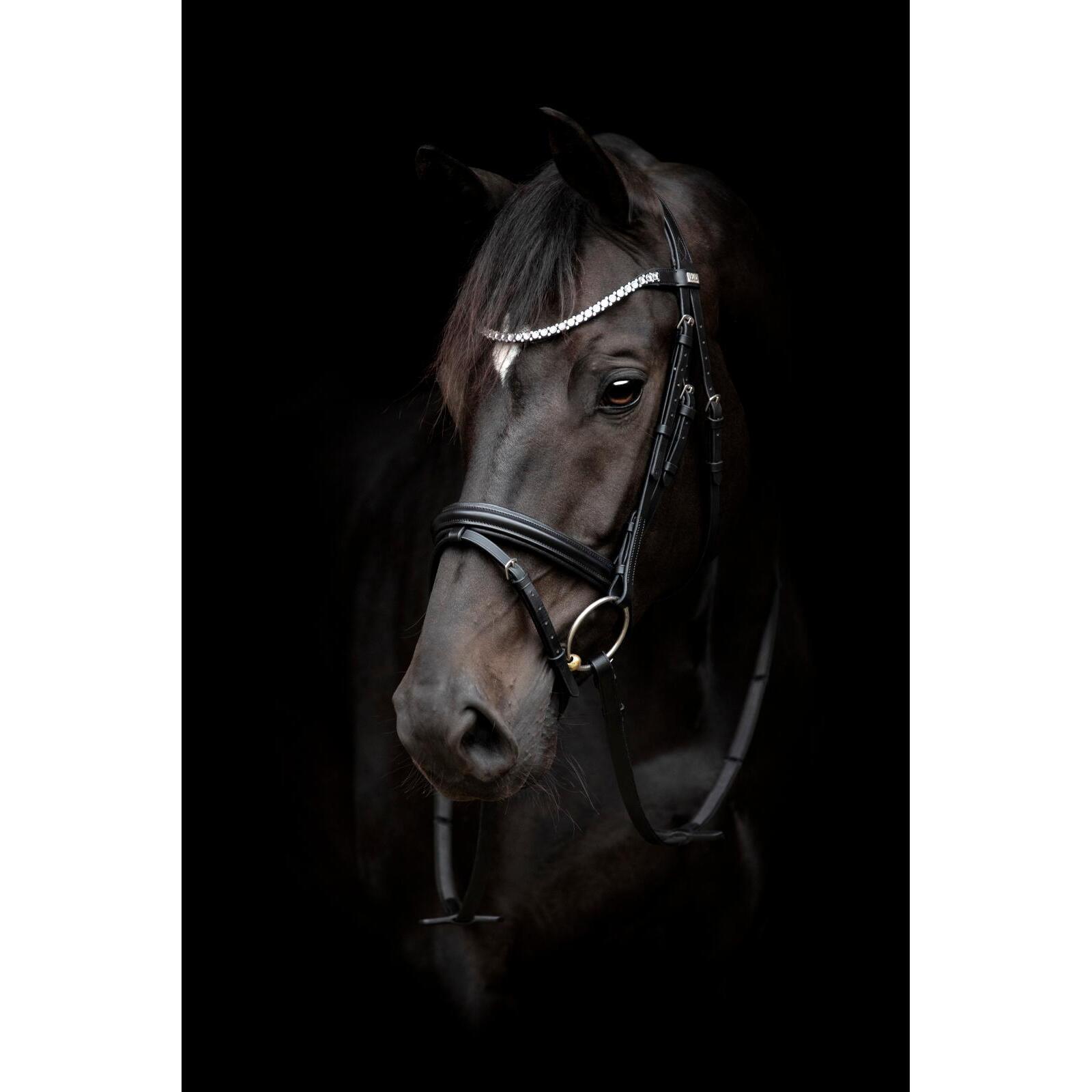 product/h/o/horseguard_505200201_sort_2.jpg