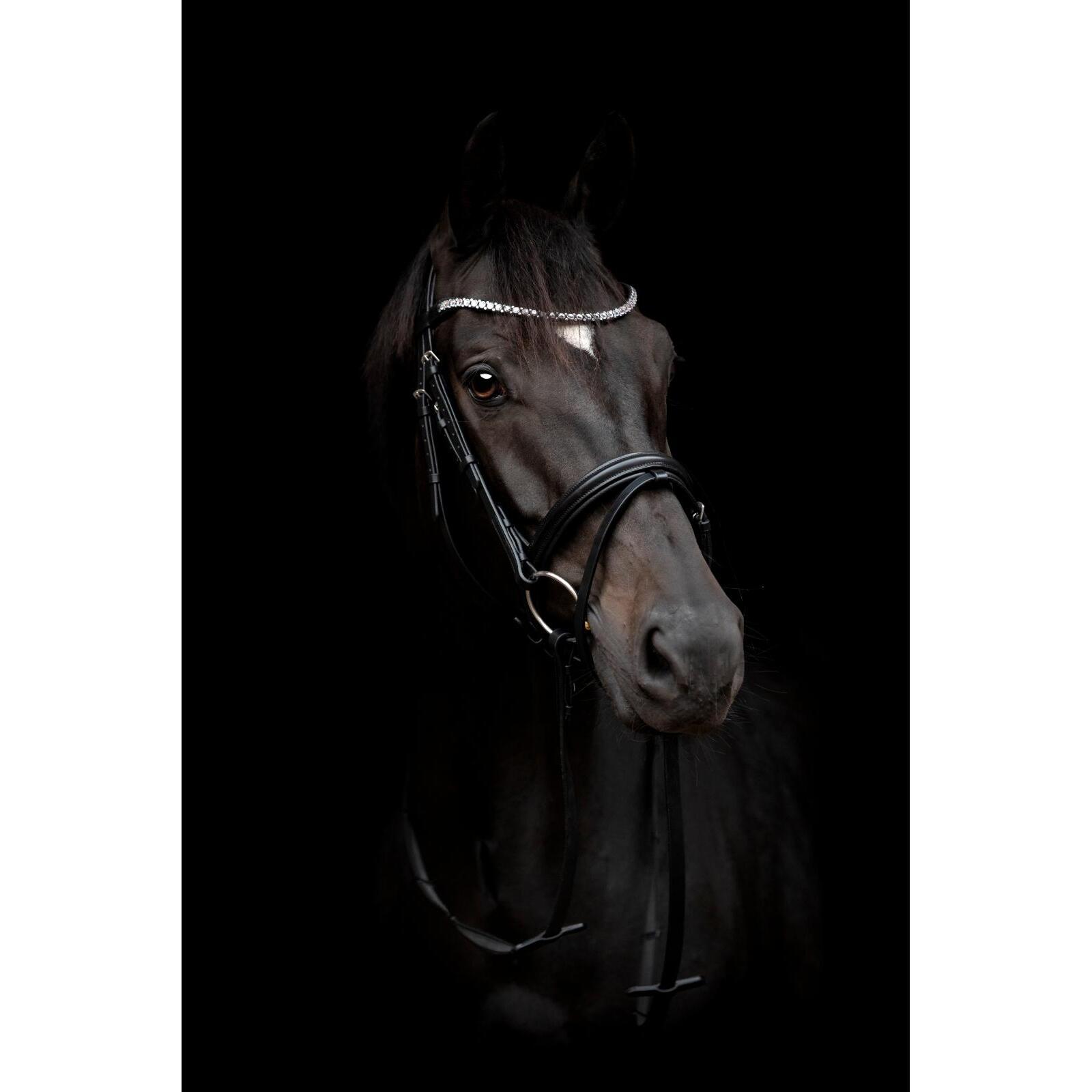 product/h/o/horseguard_505200201_sort_3.jpg