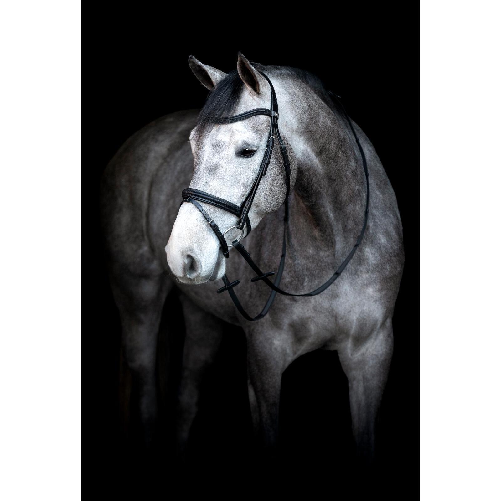 product/h/o/horseguard_505500201_black_2.jpg