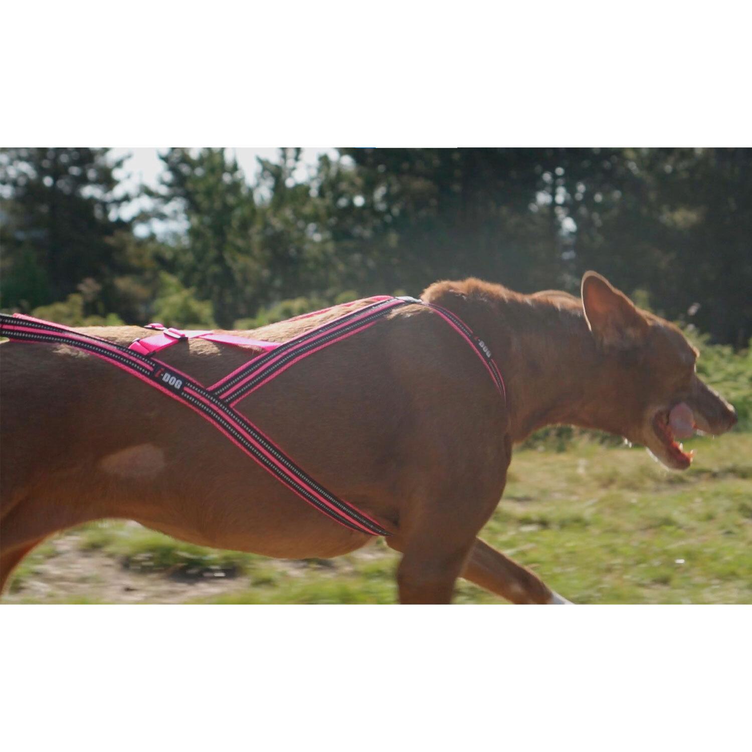 product/i/-/i-dog_i05p4xs_rose_3.jpg