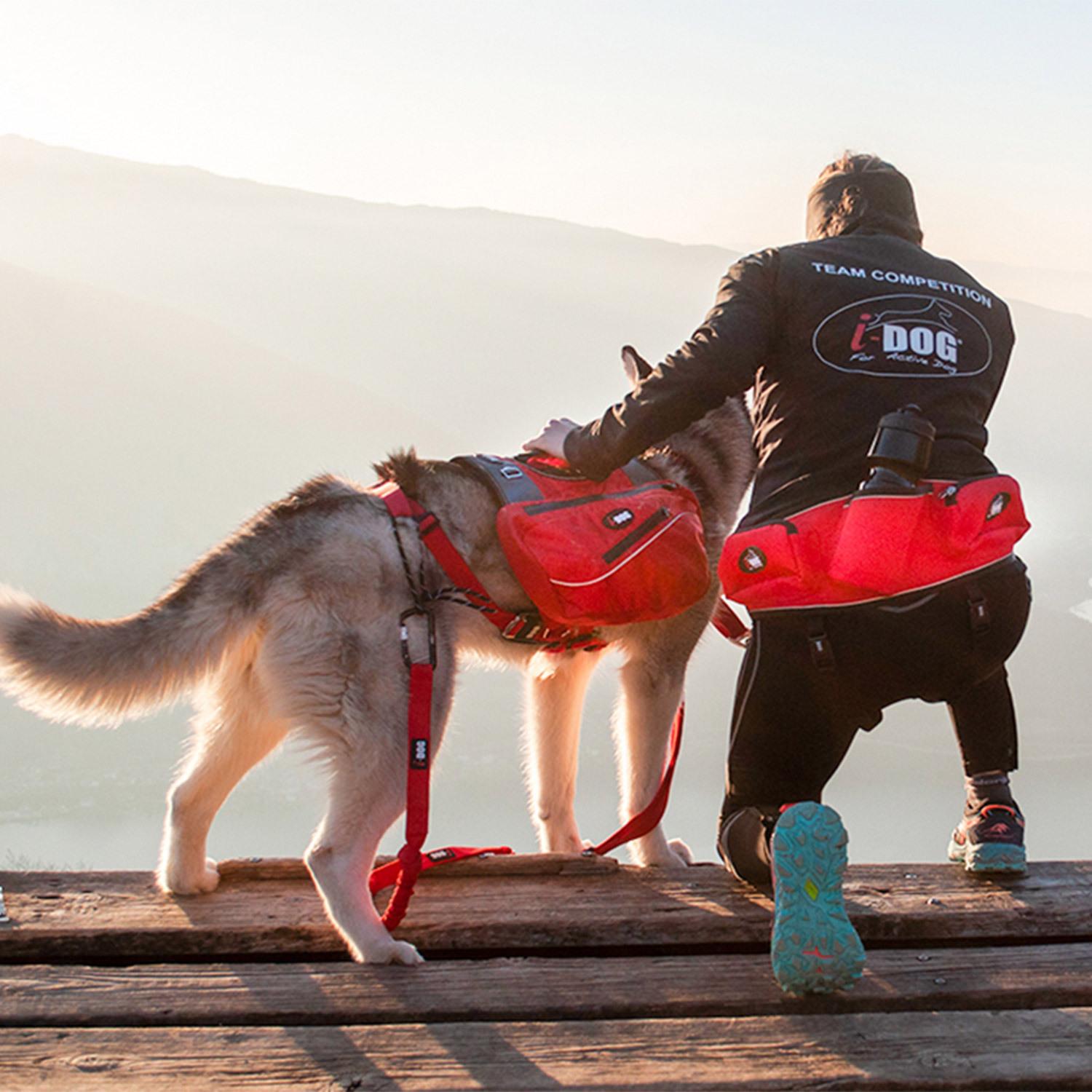 product/i/-/i-dog_i10r_3.jpg