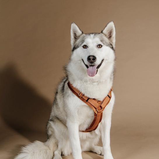 product/k/e/kentucky_42640-45-l_orange_2.jpg