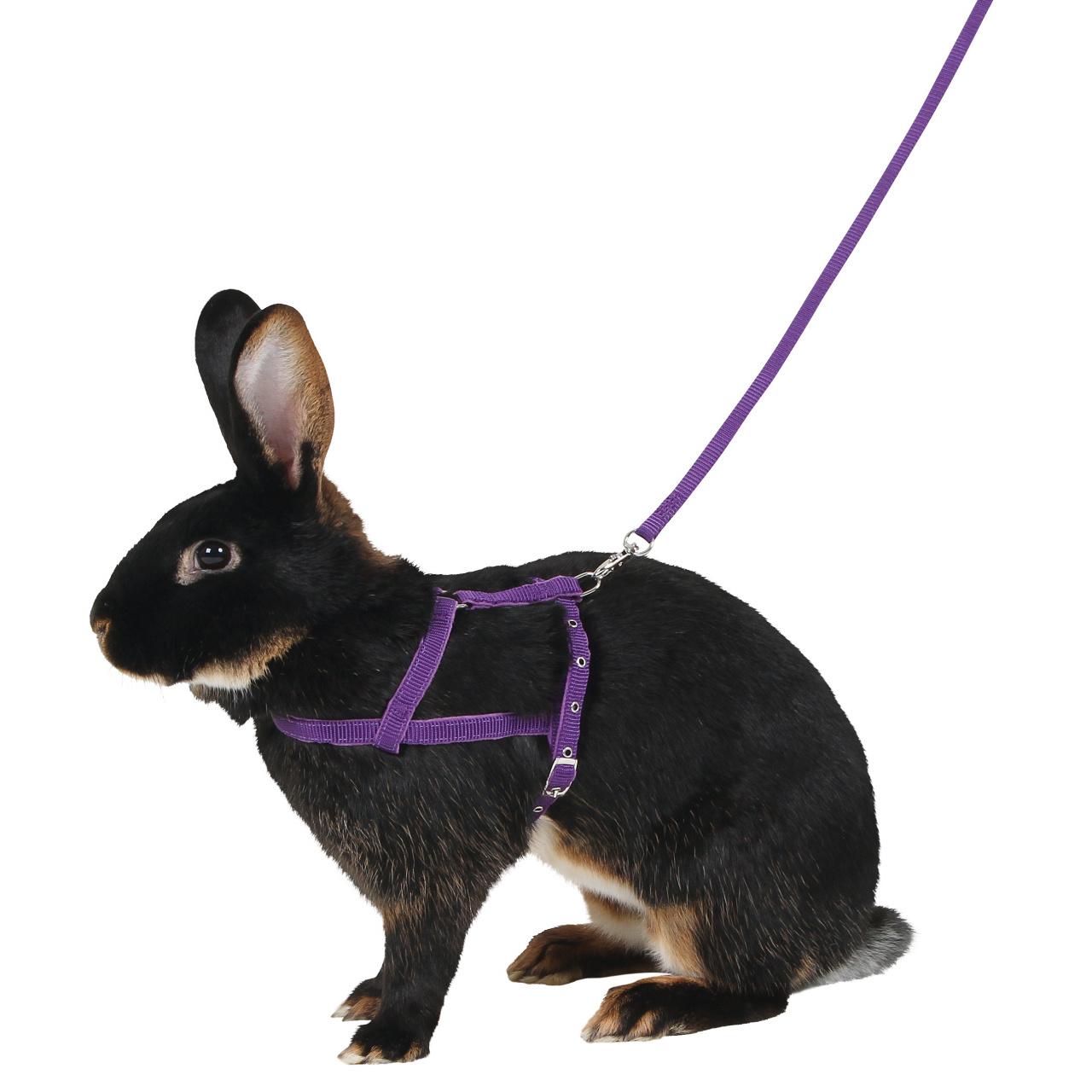 product/k/e/kerbl_81761_violet_1.jpg