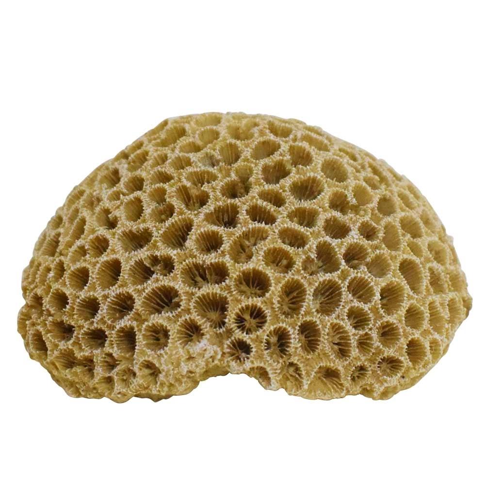 product/n/o/nobby-pet_28730_beige_1.jpg