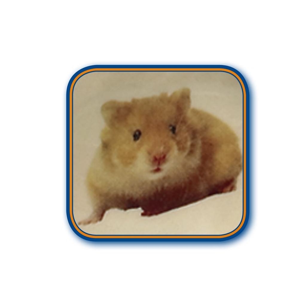 product/n/o/nobby-pet_73389_1.jpg