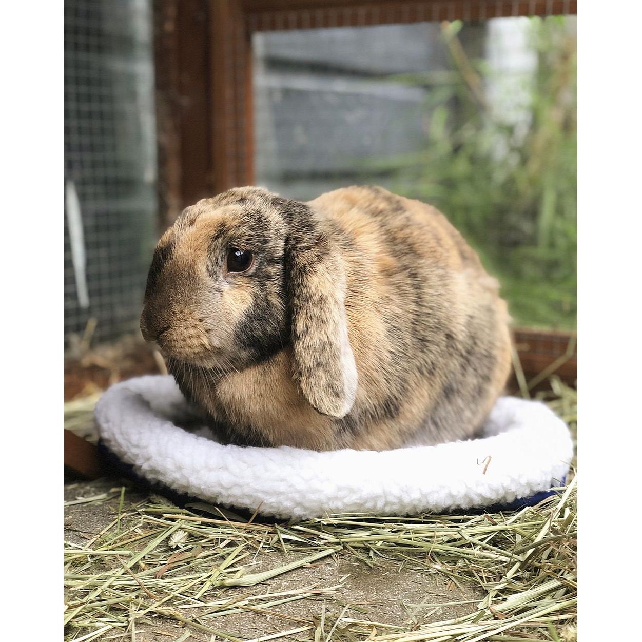 product/n/o/nobby-pet_81151_1.jpg